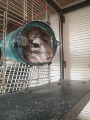 Adoption Ekoko & kolash