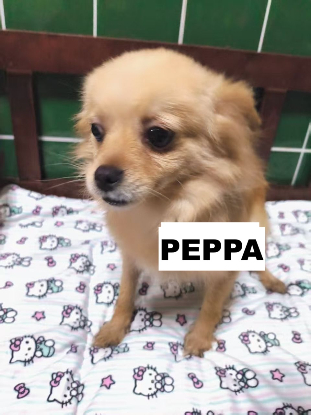 Adopter Peppa
