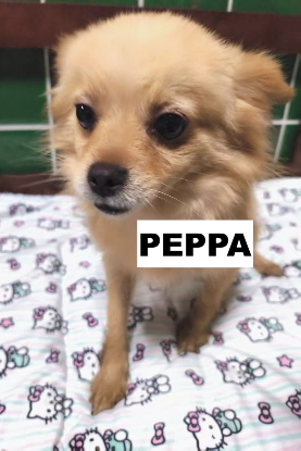 Adopter Peppa