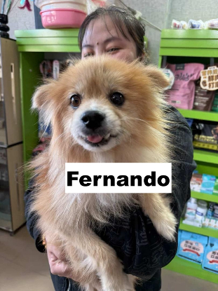 Adopter Fernando