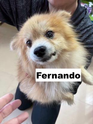 Adopter Fernando
