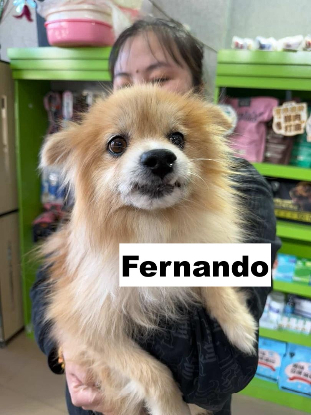Adoption Fernando