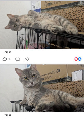 Adopter Chipie et ses petits
