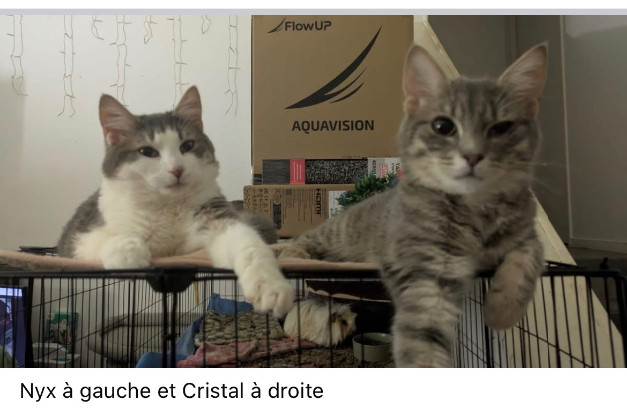 Adopter Chipie et ses petits