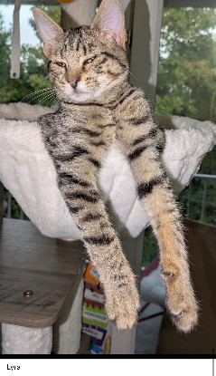 Adopter Chipie et ses petits