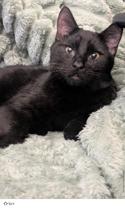 Adoption Chipie et ses petits