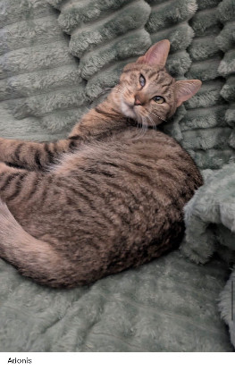 Adoption Chipie et ses petits