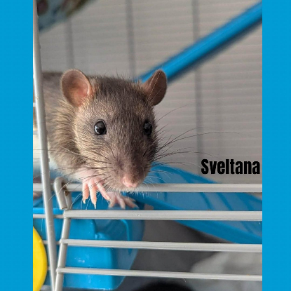 Adopter Sveltana
