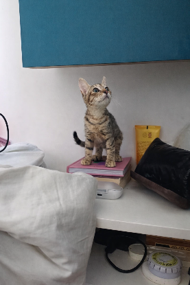 Adopter Crabouilette