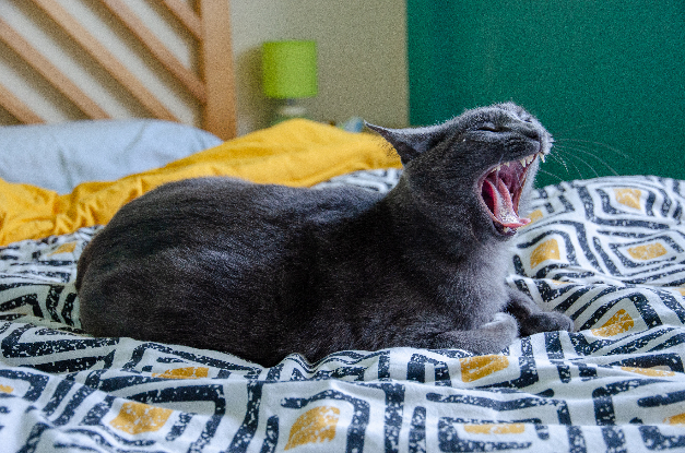 Adopter Tael