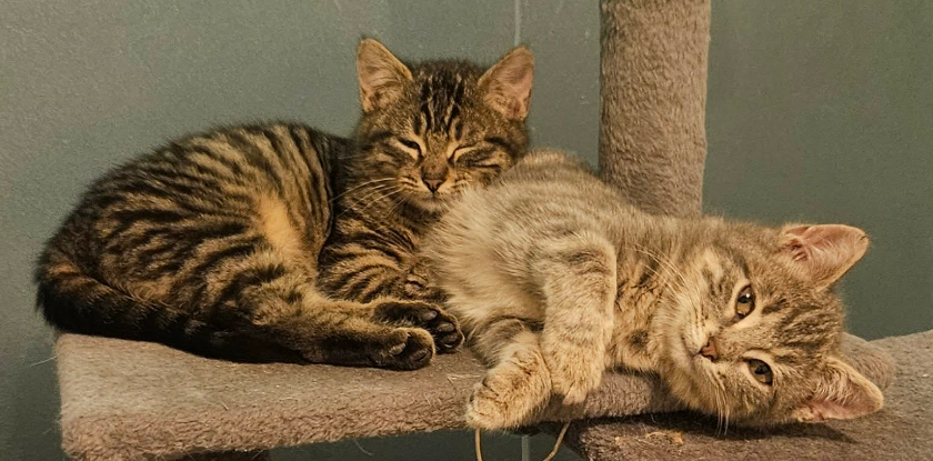 Adopter Artiste et acrobate