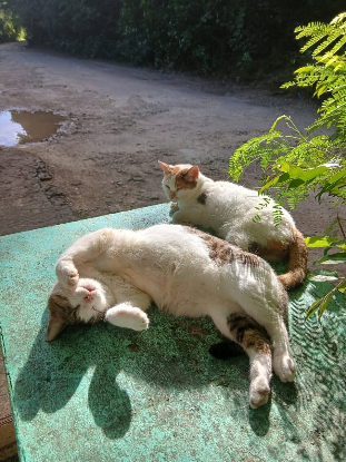 Adopter Monoeil & tiga