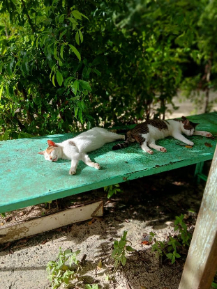 Adopter Monoeil & tiga