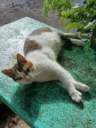 Adopter Monoeil & tiga