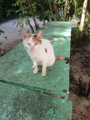 Adoption Monoeil & tiga