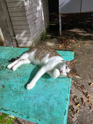 Adoption Monoeil & tiga