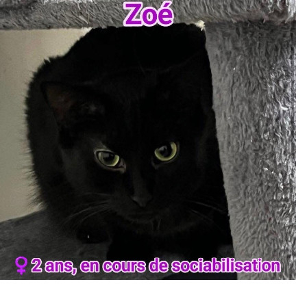 Adopter Zoé et ses petits