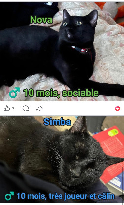 Adopter Zoé et ses petits