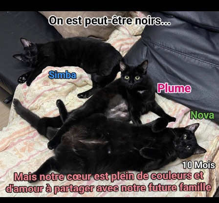 Adoption Zoé et ses petits