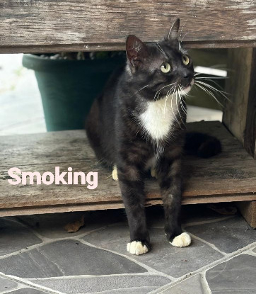 Adopter Smoking