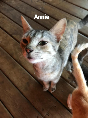 Adopter Annie