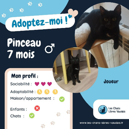 Adopter Pinceau