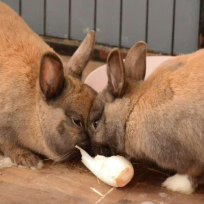 Adopter Martine et jeanette