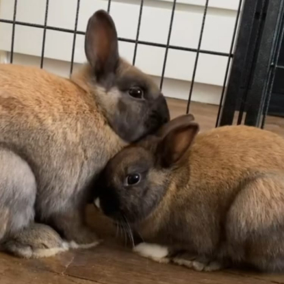 Adopter Martine et jeanette