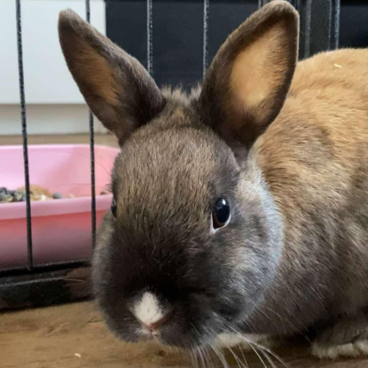 Adoption Martine et jeanette