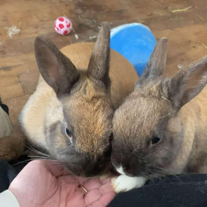 Adopter Jeanette et martine