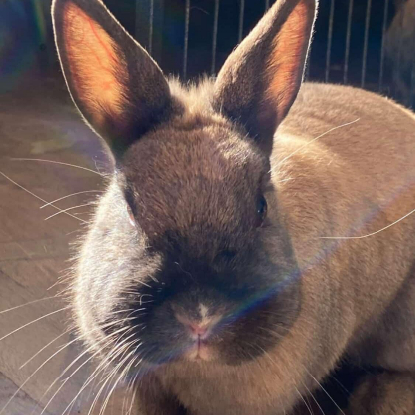 Adoption Jeanette et martine