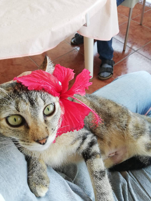 Adopter Fifille & garçon
