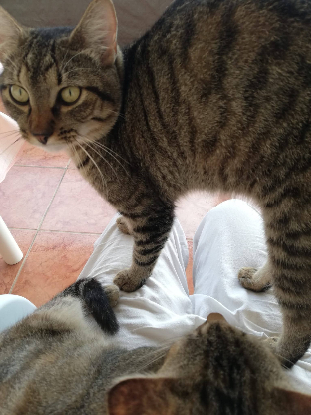 Adopter Fifille & garçon