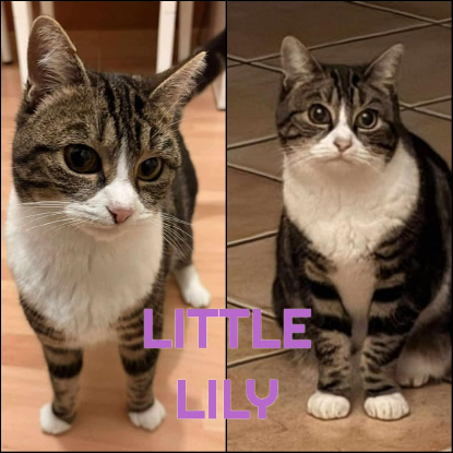 Adopter Little lily