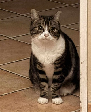 Adoption Little lily