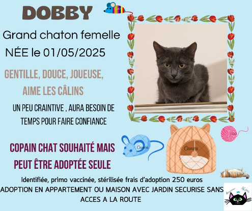 Adopter Dobby