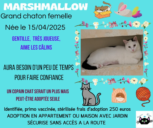 Adopter Marshmallow