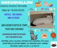 Marshmallow