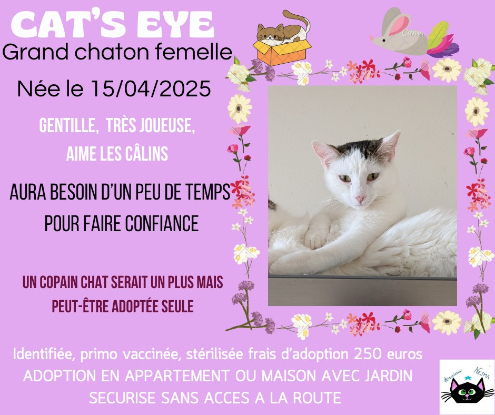 Adopter Cat's eye