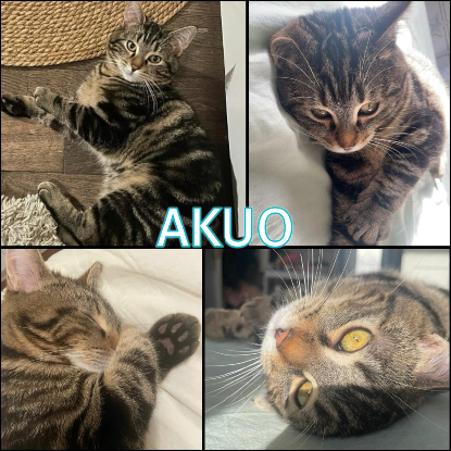 Adopter Akuo