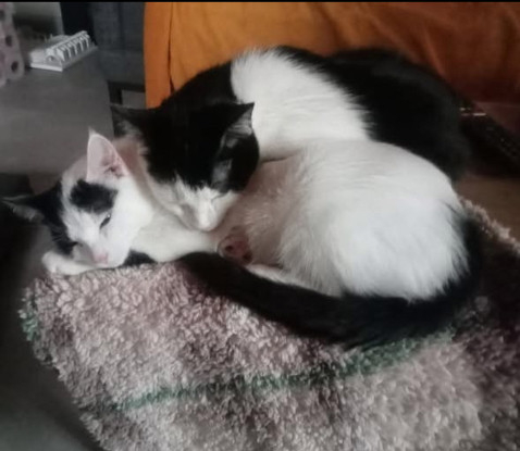 Adopter Altesse et ako