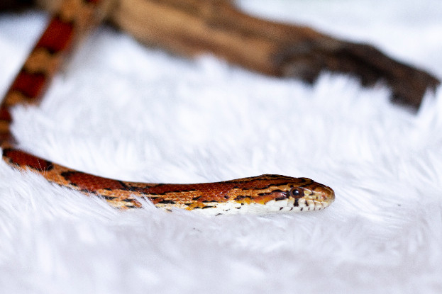 Adopter Madame black