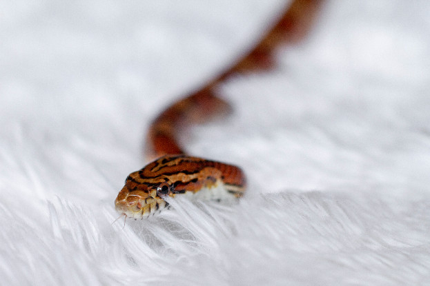 Adopter Madame black