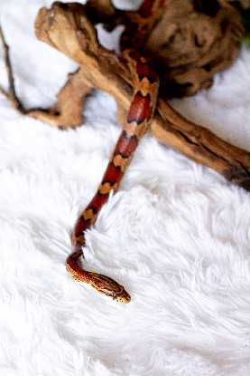 Adopter Madame black