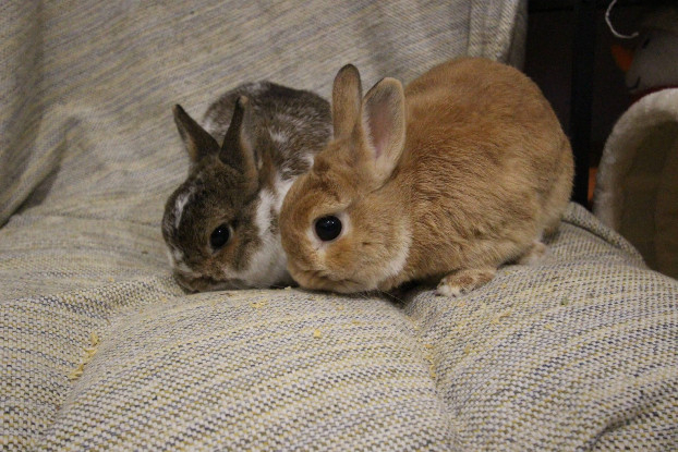 Adopter Nori et horus