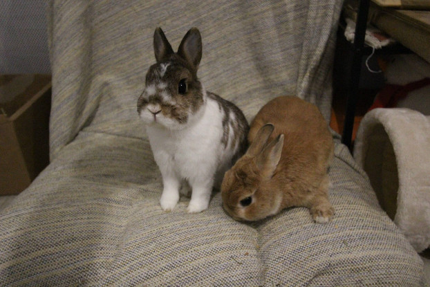 Adoption Nori et horus