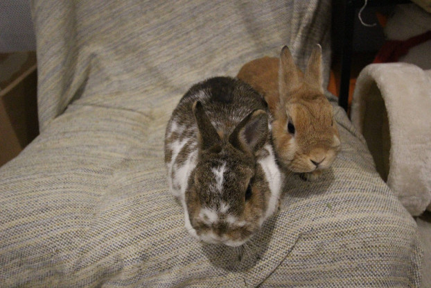 Adopter Nori et horus