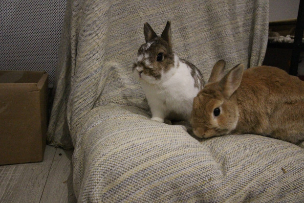 Adopter Nori et horus