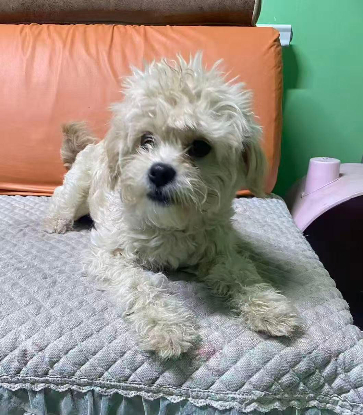 Adopter Stanley a adopte