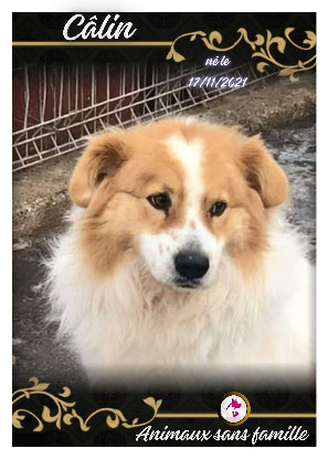 Adopter Câlin